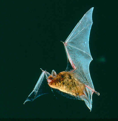 Imagen del murciélago del sureste