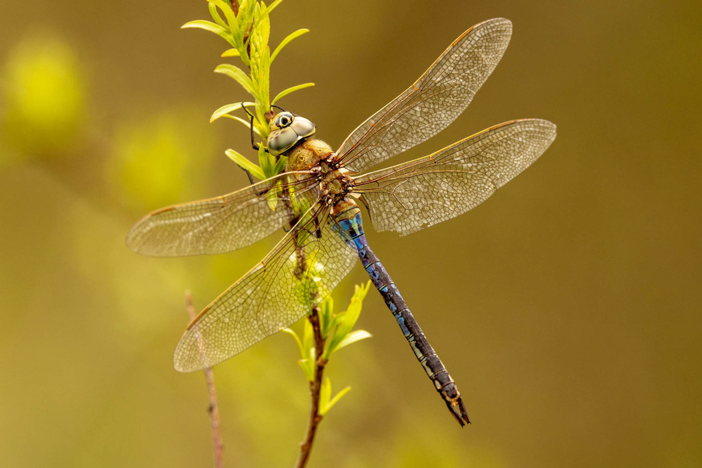 Picture of the Common Green Darner
