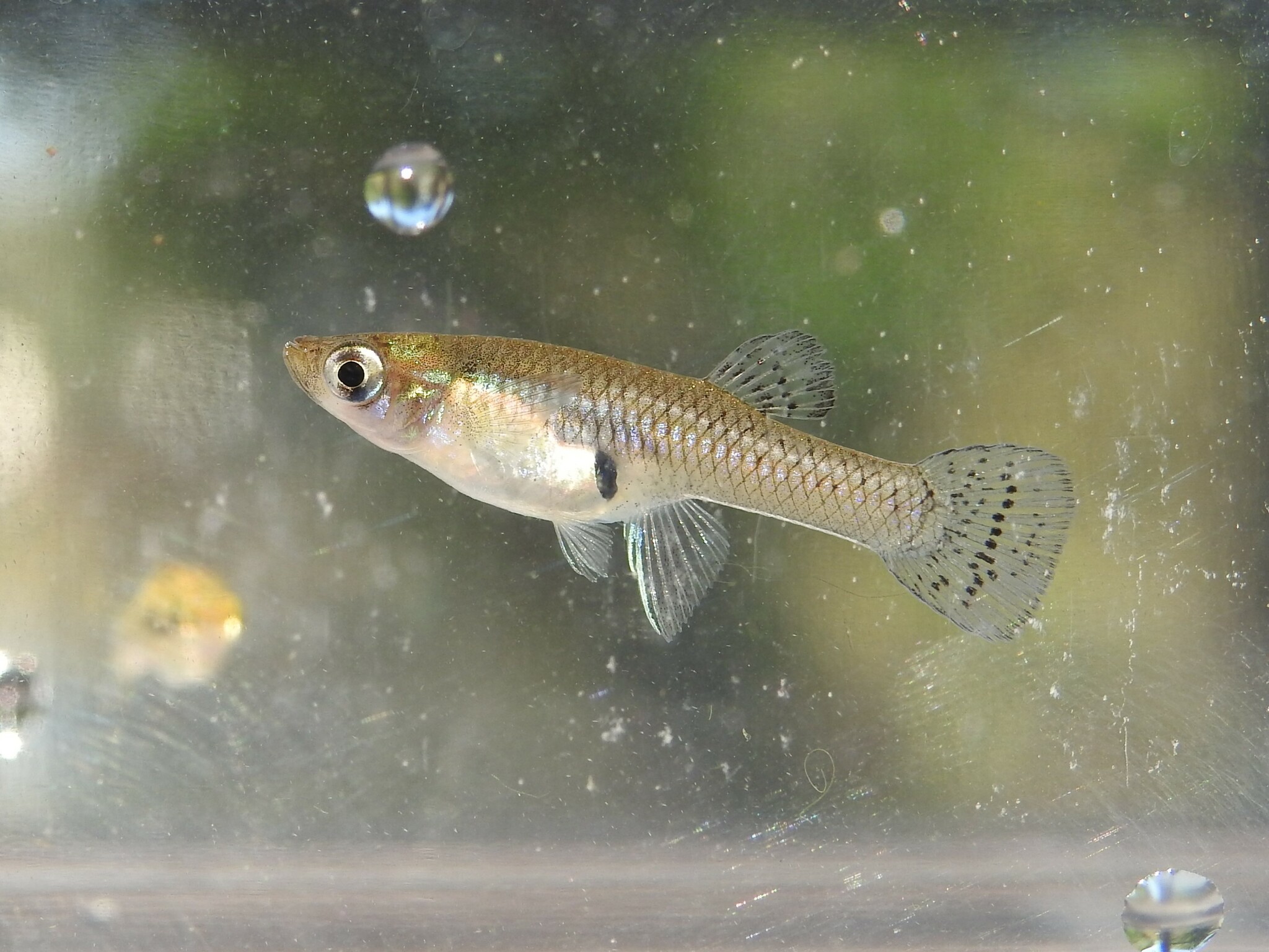 Picture of the Eastern Mosquitofish
