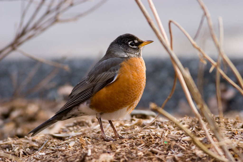 Picture of the American Robin